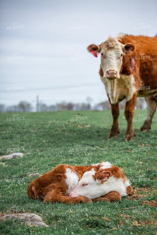 Hereford Cow Calf Pair 270504