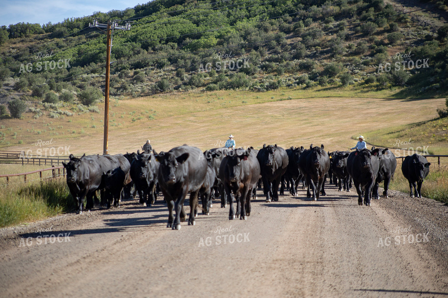 Cattle Drive 117398