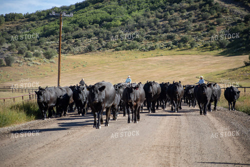 Cattle Drive 117398