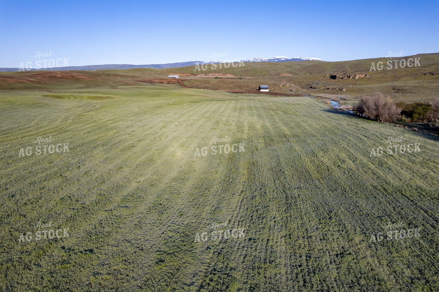 Frost on Hay Field 65739