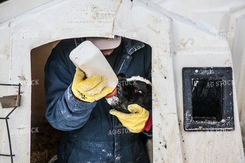 Farmer Bottle Feeding a Calf 250039