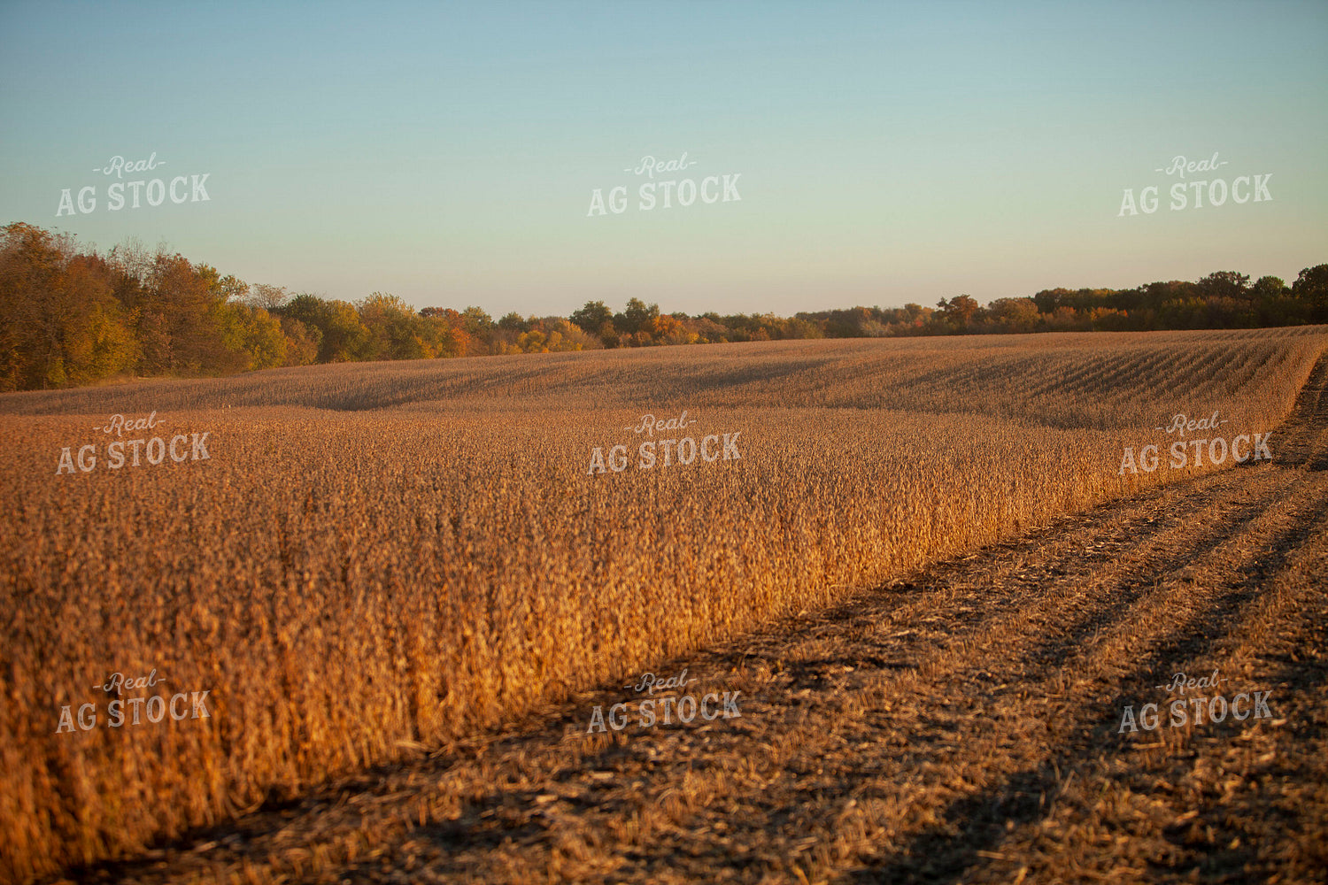 Soybeans - Dry 1567