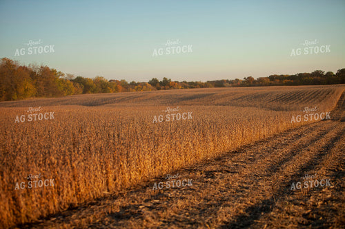 Soybeans - Dry 1567