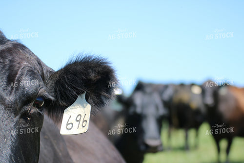 Angus Cow Eye 82086