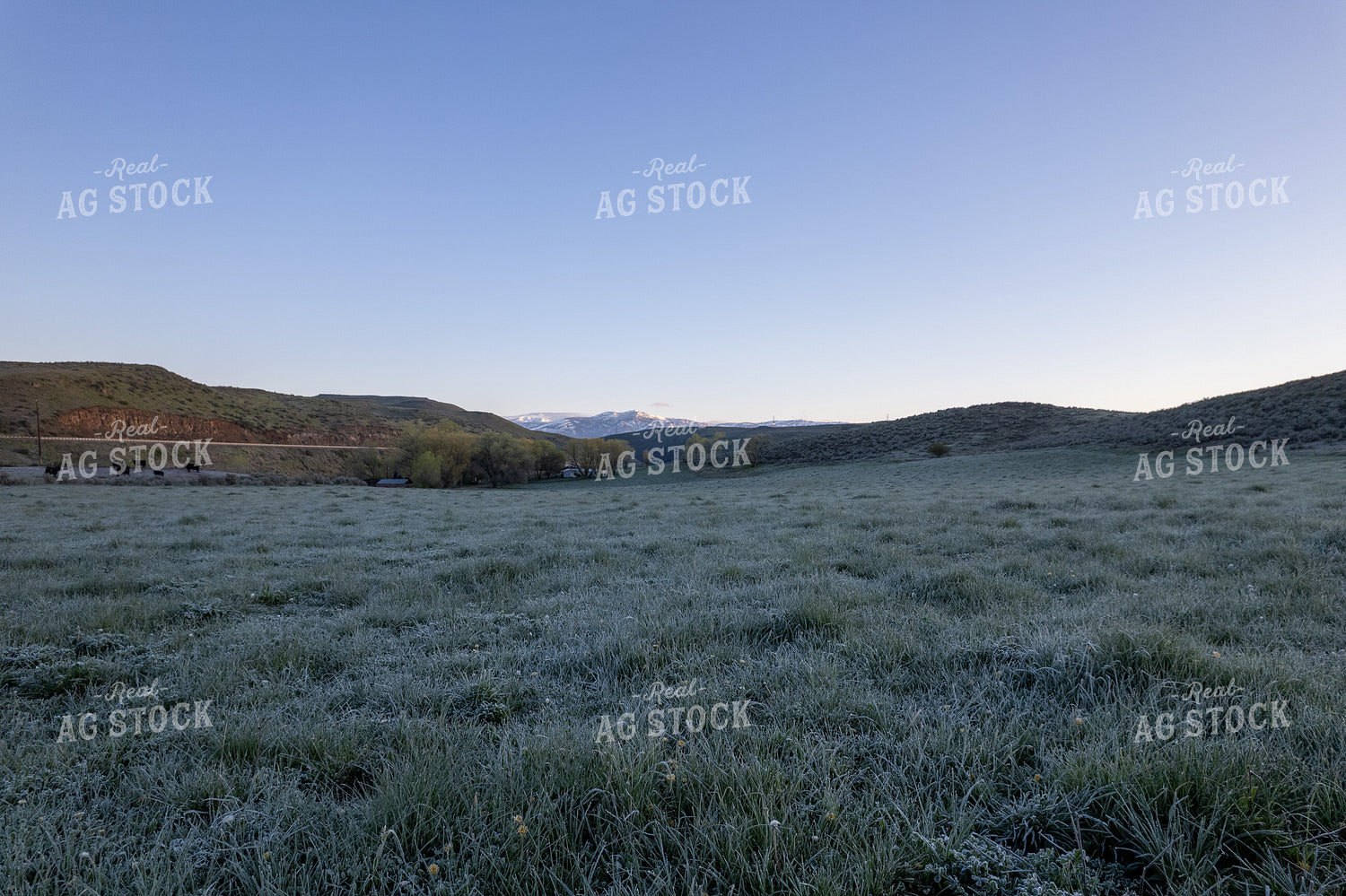 Frost on Hay Field 65735