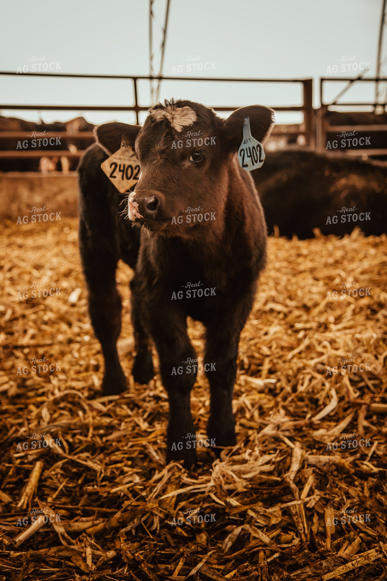 Calves 67657