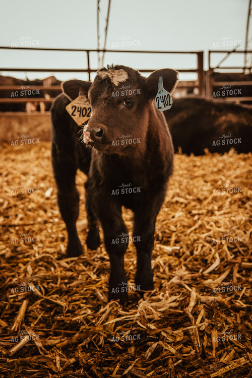 Calves 67657
