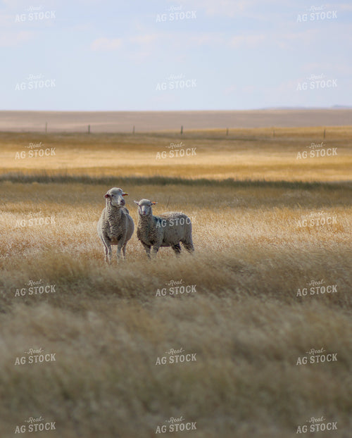 Sheep 261016