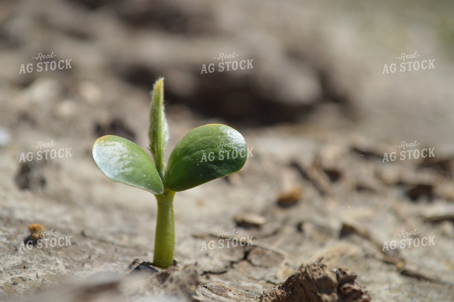 Early Growth Soybeans 206021