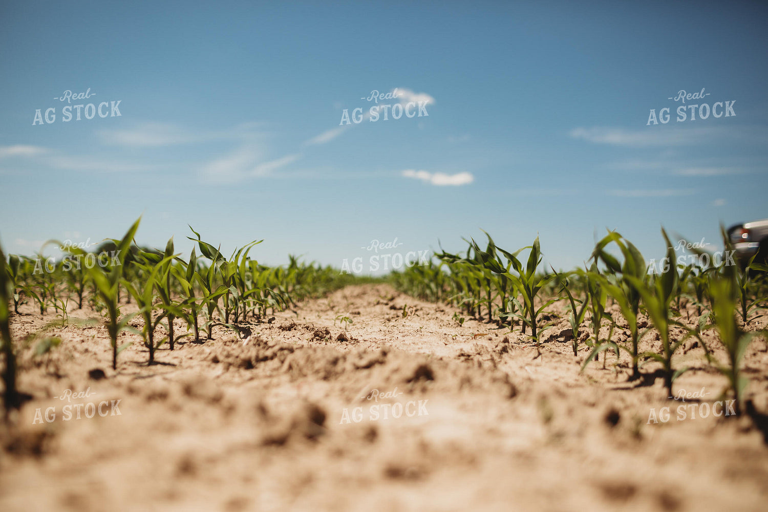 V3 Corn in Light Soil 5771