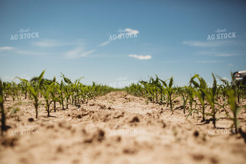 V3 Corn in Light Soil 5771