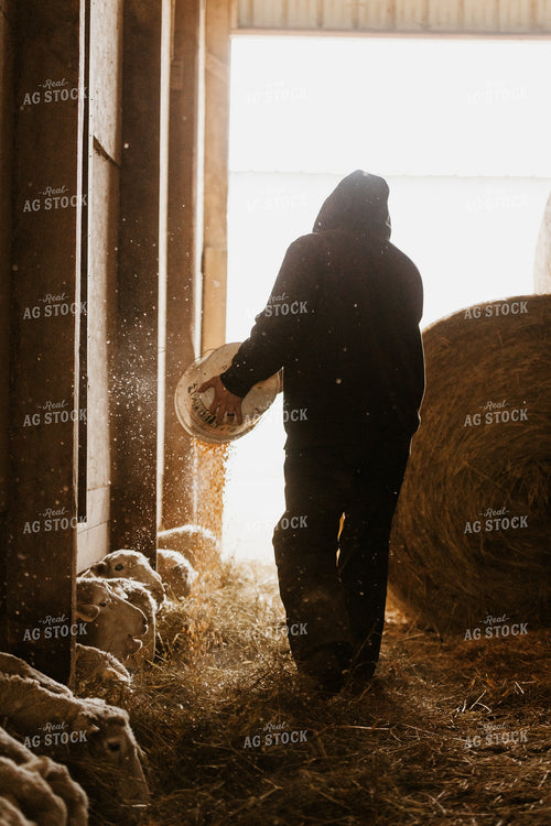 Farmer Pouring Feed for Sheep 68132