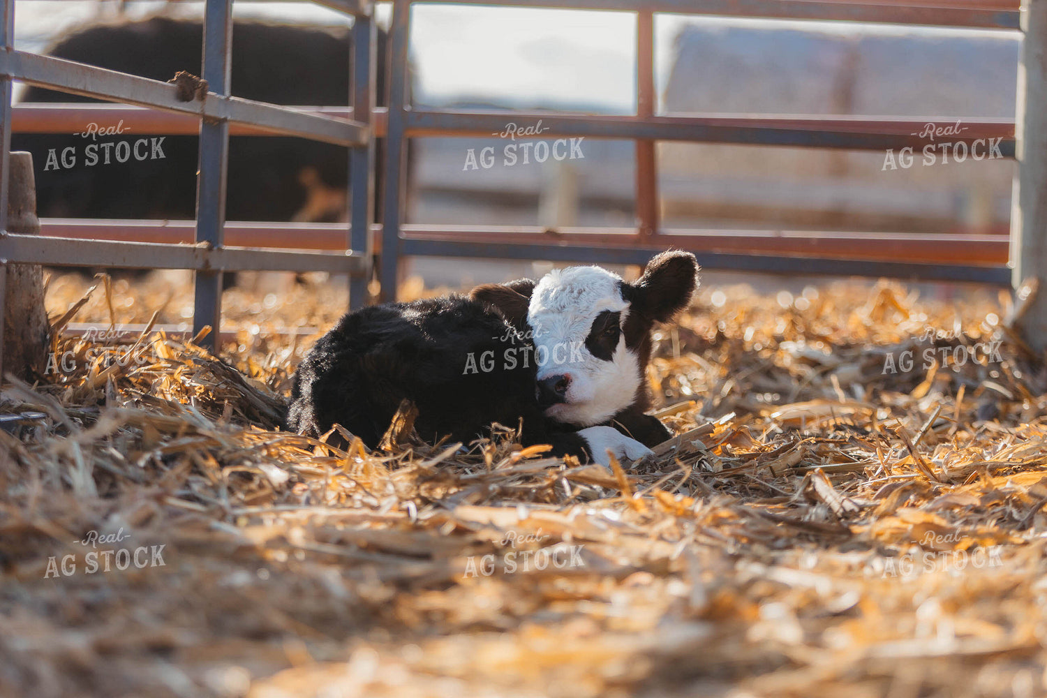 Simmental Calf 174031