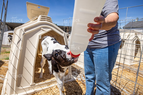 Farmer Bottle Feeding Calf 270345