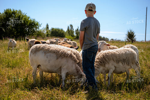 Farm Kid with Sheep 211010