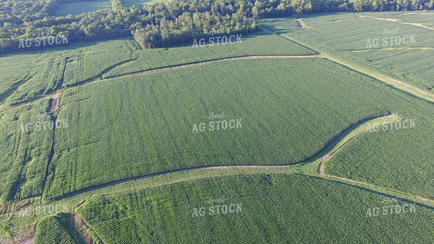 Aerial View of Corn Field 85026