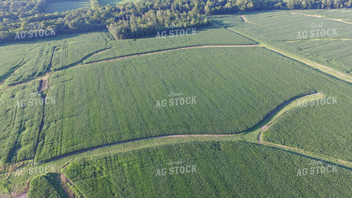 Aerial View of Corn Field 85026