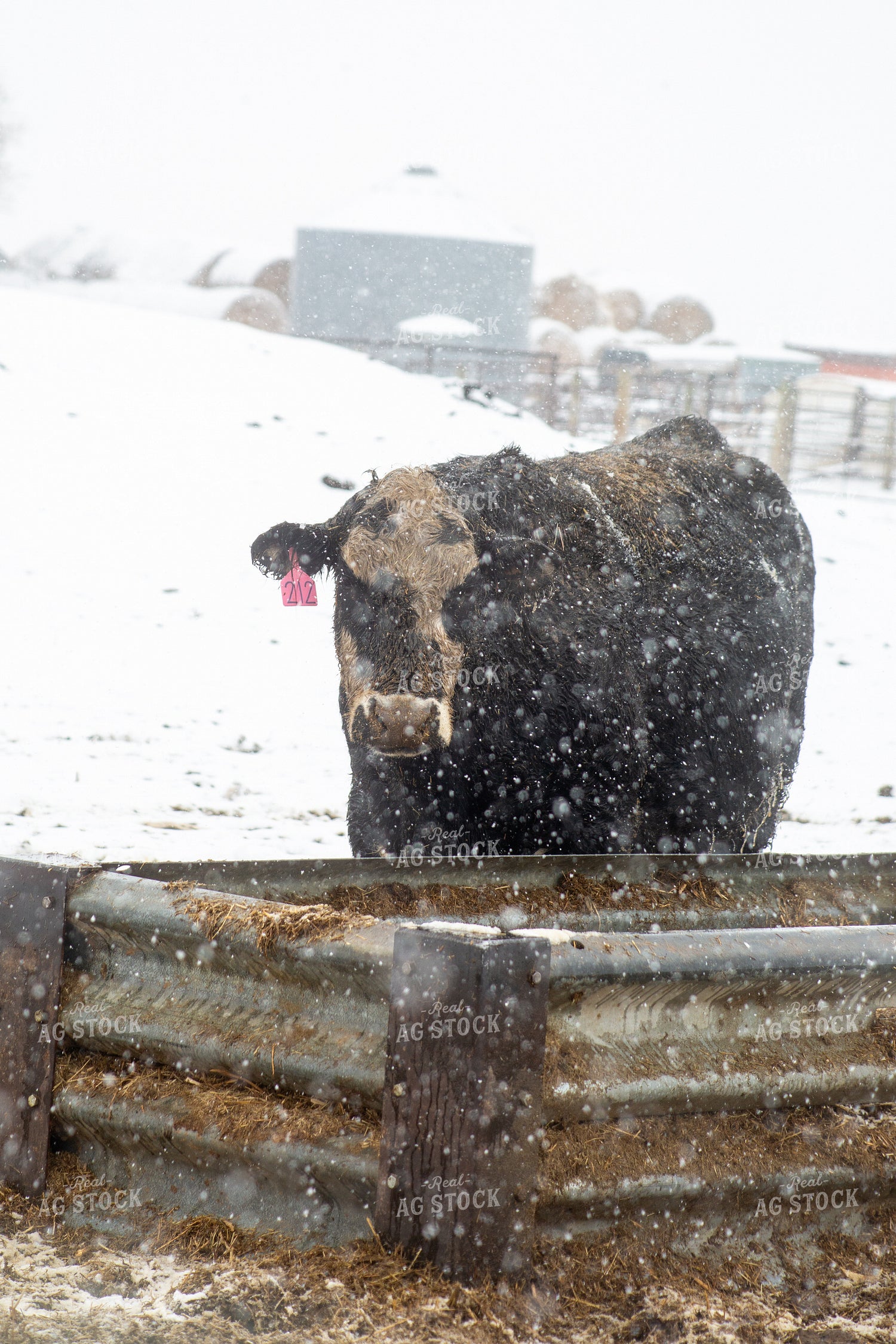 Cattle in Snow 155448
