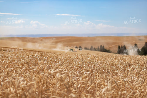 Wheat Field 188025