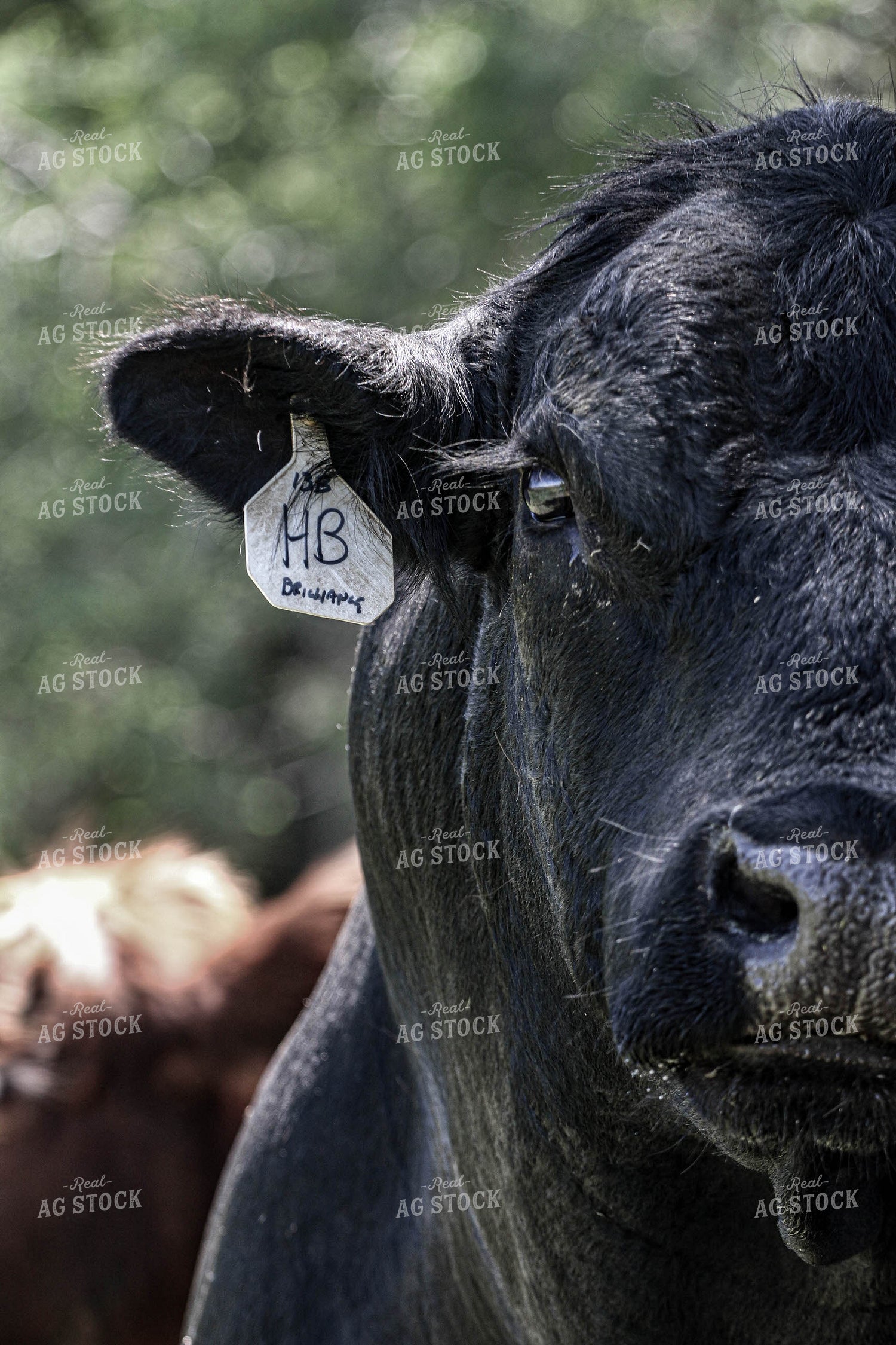 Black Angus Bull 160503