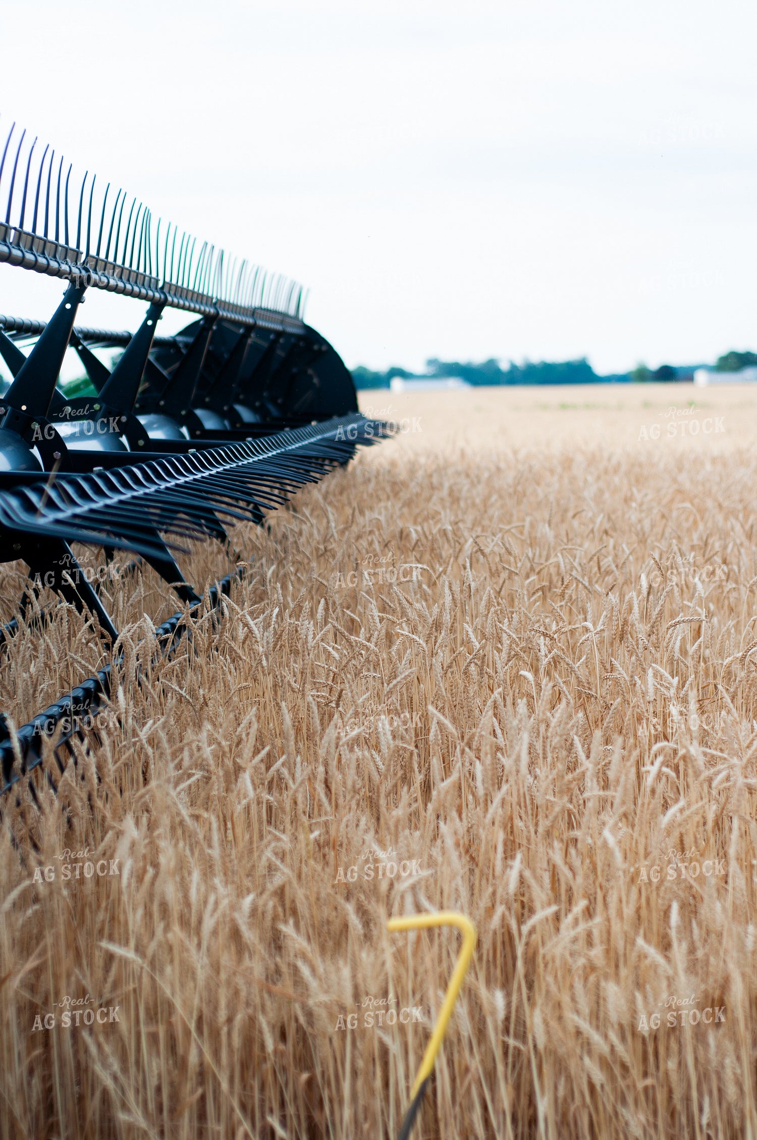 Wheat Harvest 103028