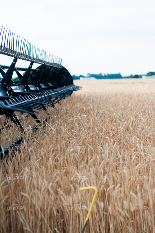 Wheat Harvest 103028