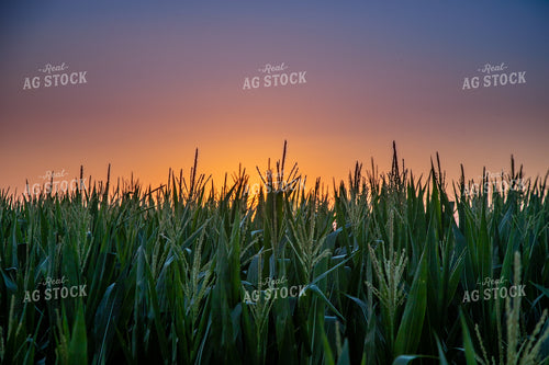 Corn Tassels at Sunset 250123