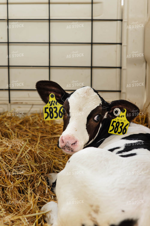 Holstein Calf 152630