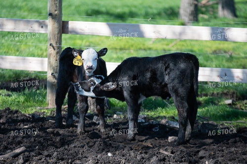 Calves 50473