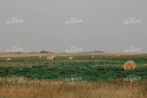 Hay Bales 187010