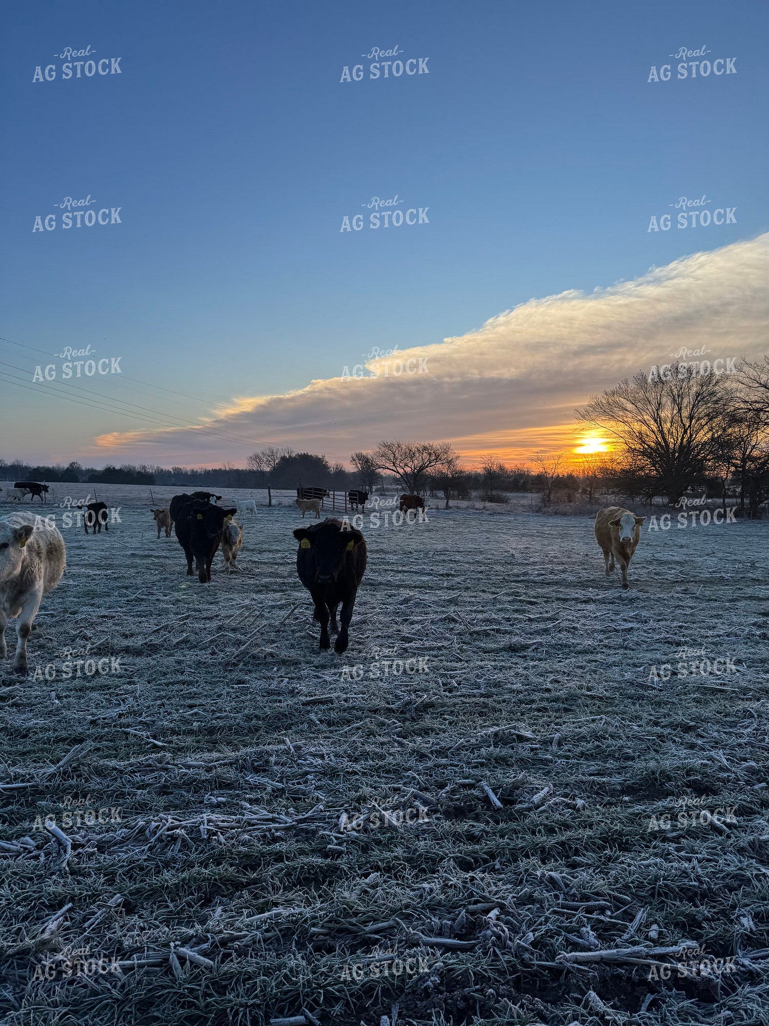 Cattle on Frosty Pasture 228009