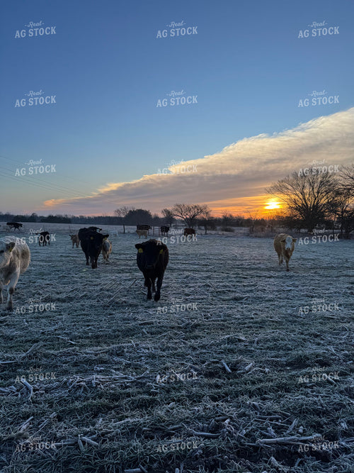 Cattle on Frosty Pasture 228009