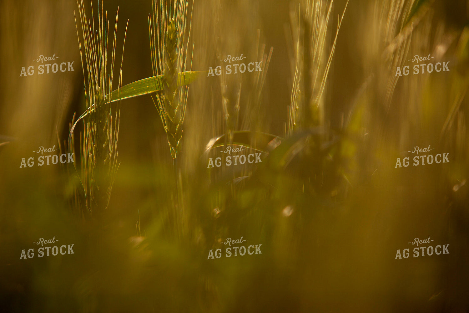 Wheat 2190