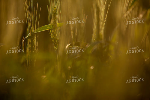 Wheat 2190