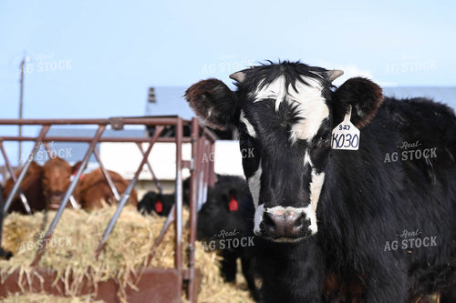 Angus Cross 253026