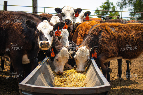 Cattle Eating from Feed Trough 214163