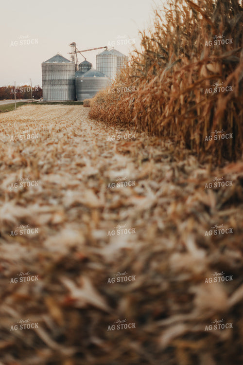 Partially Harvested Corn Field 9503