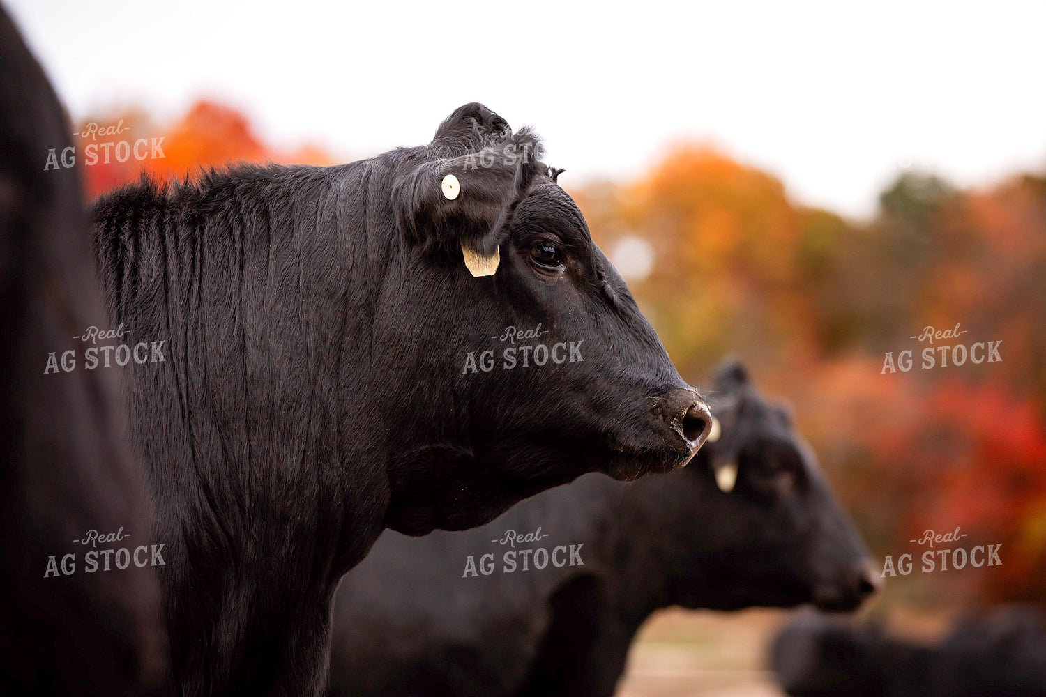 Black Angus Cattle on Pasture 55193