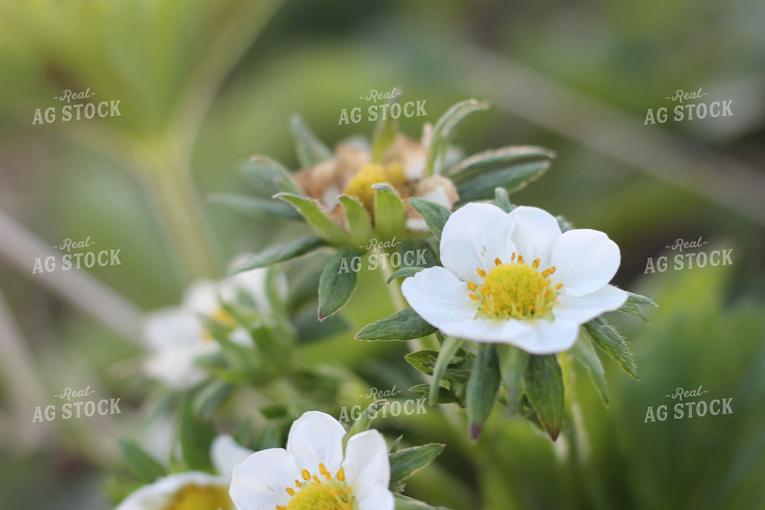 Strawberry Bloom 73047