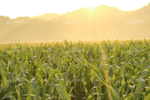 Corn Field at Sunrise 52029