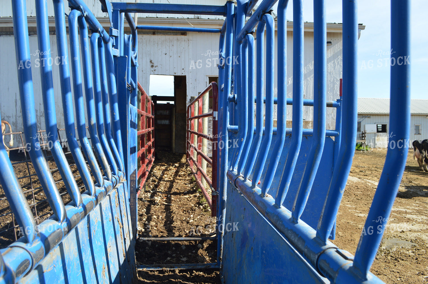 Cattle Chute 206011