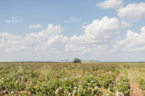 Spraying Cotton 59122