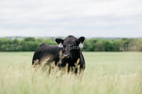 Black Angus Cow in Pasture 131018