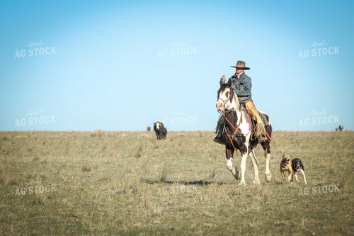 Male Rancher on Horse with Cattle 78007