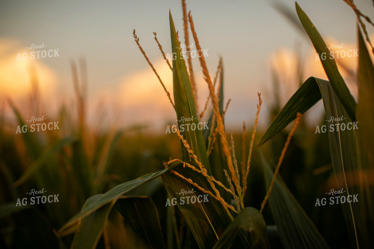 Corn - Mid-Season 2300