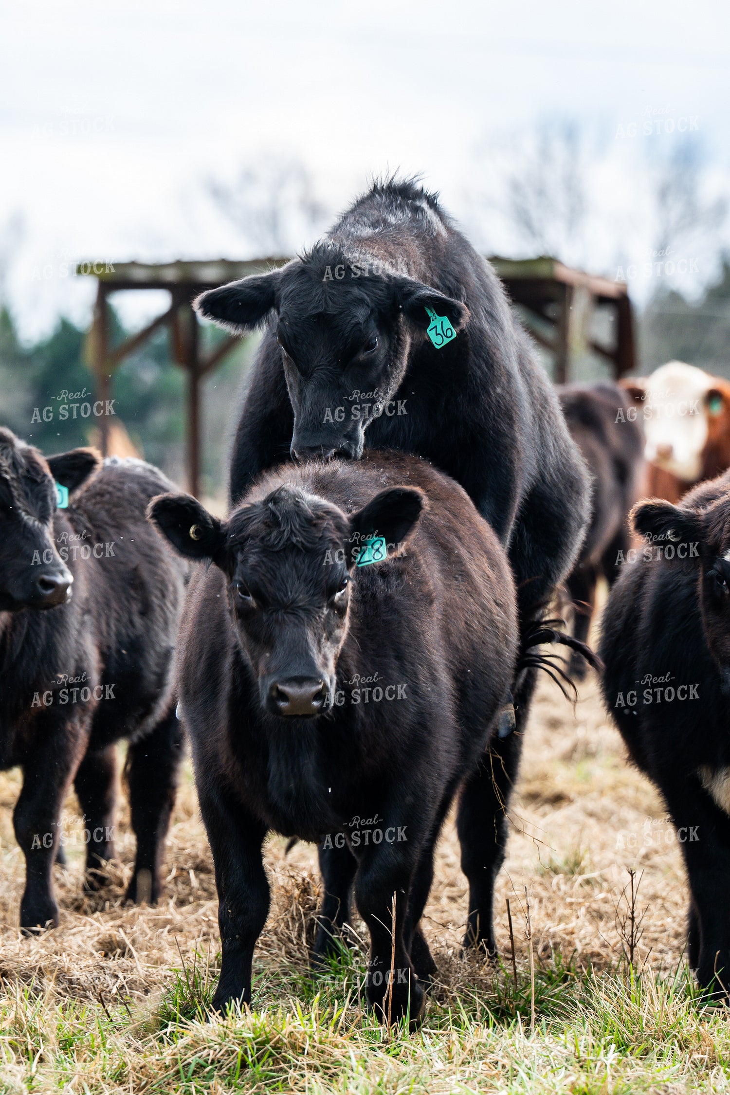 Cattle on Pasture 192057
