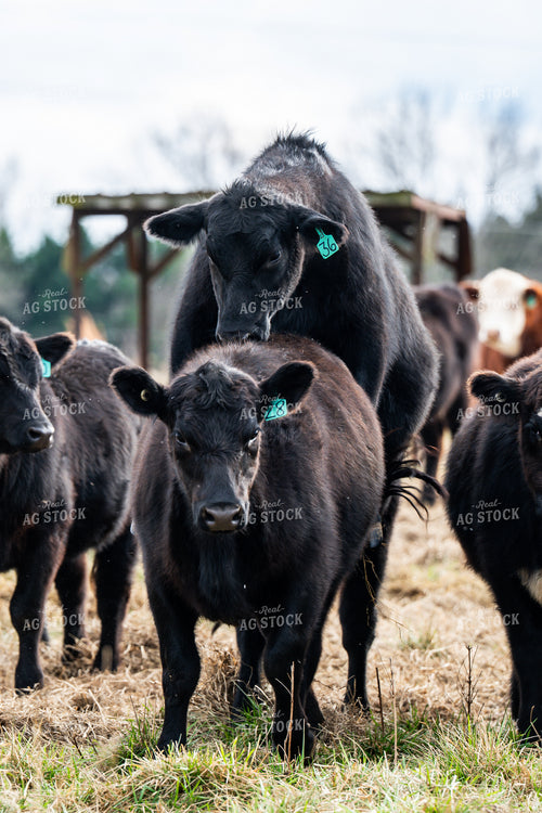 Cattle on Pasture 192057