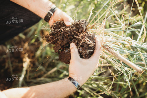 Farmer Agronomist Holding Soil with Rye Cover Crop Roots 5841