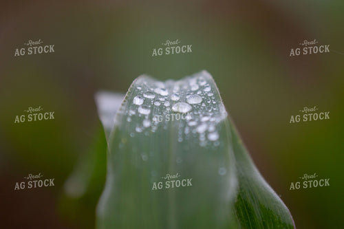 Rain on Corn Leaf 157162