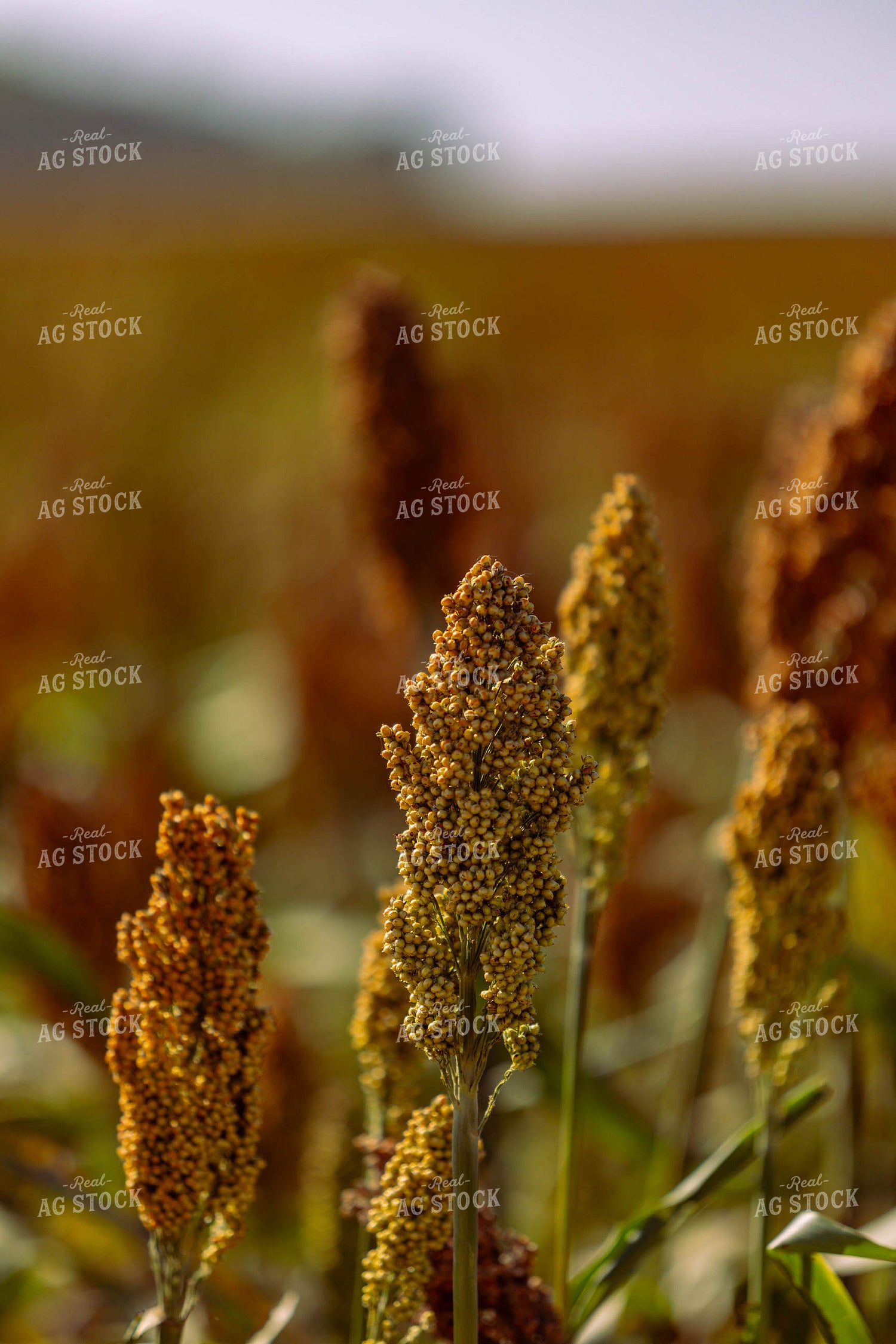 Doughing Sorghum 224012